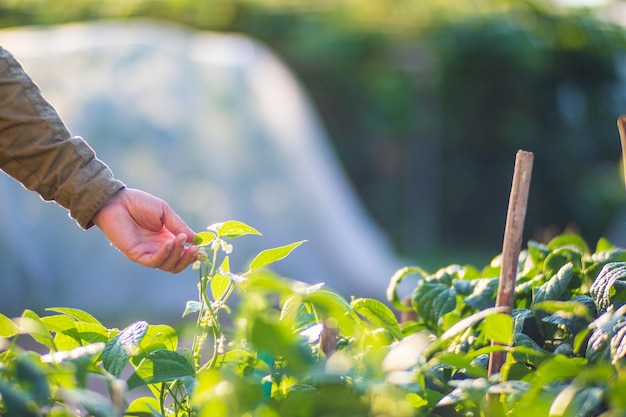 Farmer's Hand berührt landwirtschaftliche Nutzpflanzen aus nächster Nähe Anbau von Gemüse im Garten Pflege und Wartung der Ernte Umweltfreundliche Produkte