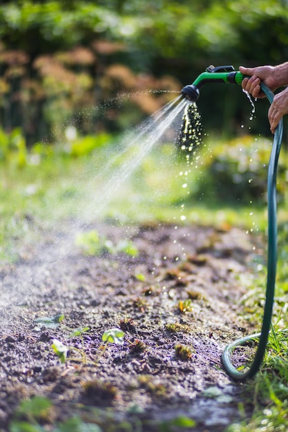 Farmer's Hand mit Gartenschlauch und Pistolendüse, die Gemüsepflanzen im Sommer bewässert Gartenkonzept Landwirtschaftliche Pflanzen, die in der Bettreihe wachsen