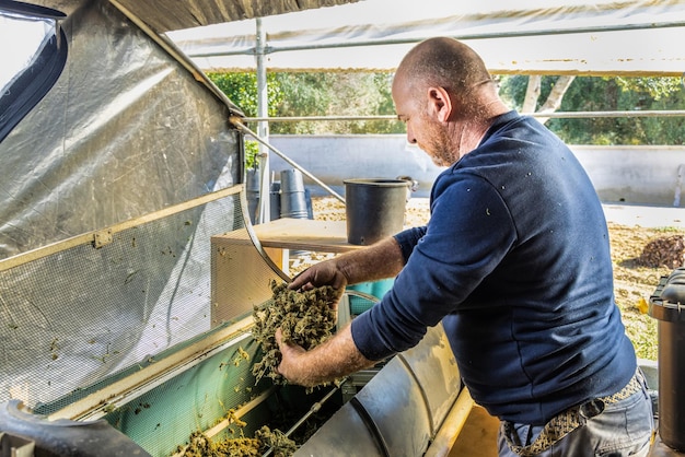 Farmer Worker legt Marihuana-Knospen in eine elektrische Trimmermaschine Bio-Cannabis-Sativa-Stoff