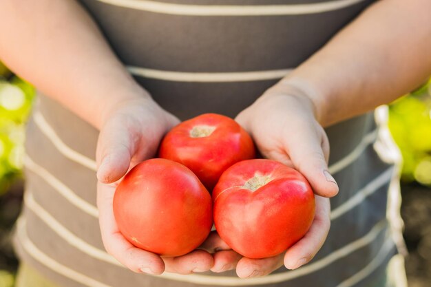 Farmers Handausstellung italienischer roter Tomaten hat gerade von seinem Landkonzept Landwirtschaft Tomatennatur genommen