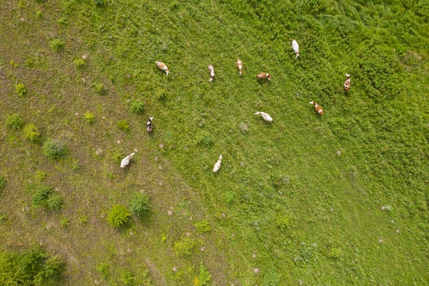 Farmfeld Landwirtschaftsansicht von oben