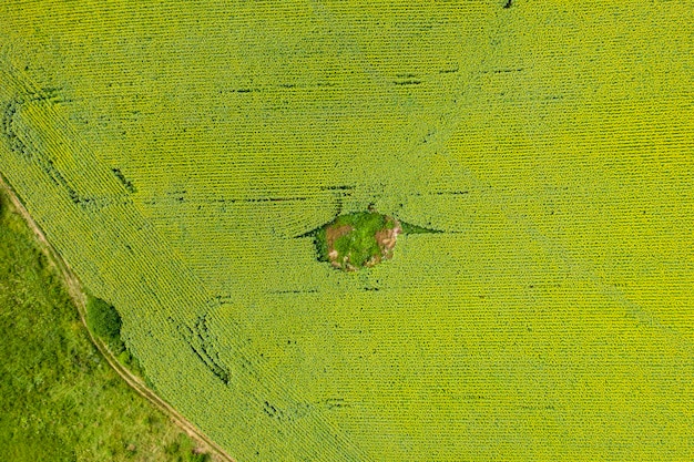 Farmfeld Landwirtschaftsansicht von oben