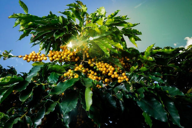 Farmkaffeeplantage in Brasilien