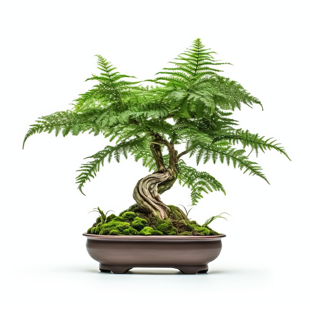 Farn-Bonsai-Exquisite Pflanze für weiße Hintergründe