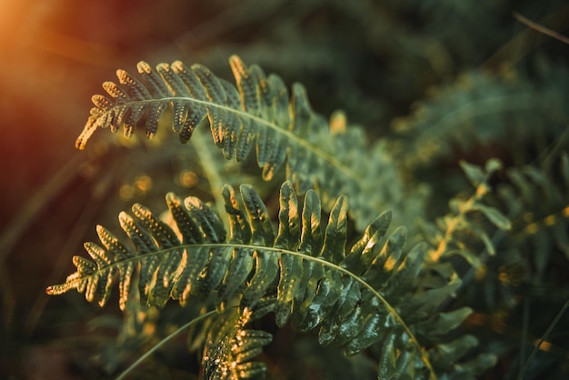 Farn hautnah mit starkem Sonnenlicht im Wald