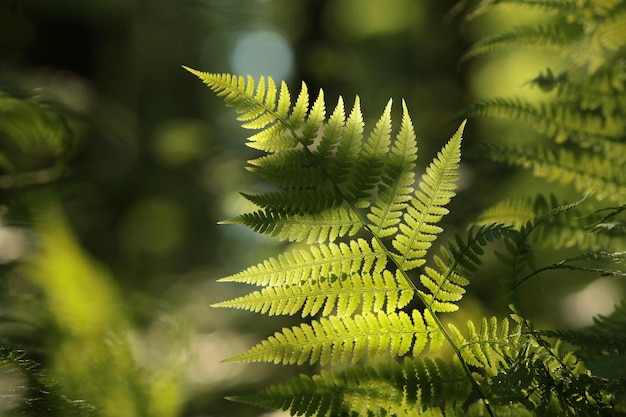 Farn im Wald an einem sonnigen Frühlingsmorgen