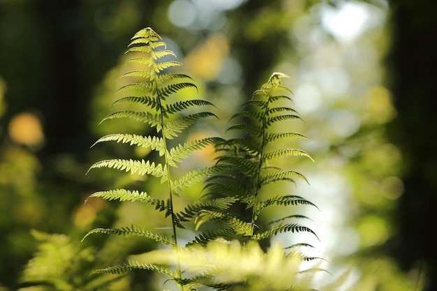 Farn im Wald an einem sonnigen Frühlingsmorgen