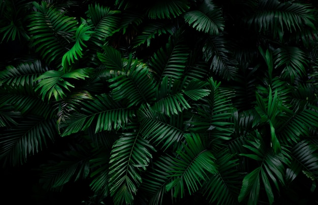 Farn verlässt auf dunklem Hintergrund im Dschungel. Dichte dunkelgrüne Farnblätter im Garten bei Nacht. Abstrakter Hintergrund der Natur. Farn im tropischen Wald. Exotische Pflanze.