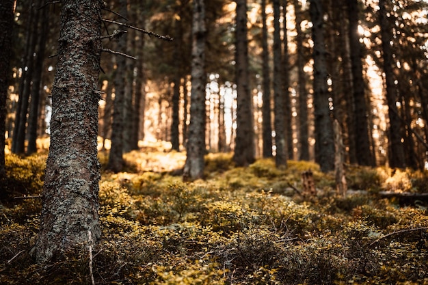 Farnblätter closeup Dunkle Waldszene Fichten im Hintergrund Farnwald