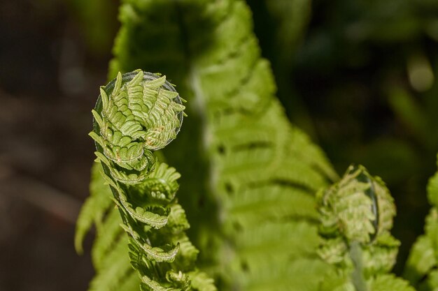 Farnblätter entfalten sich auf einem Blumenbeet im Garten