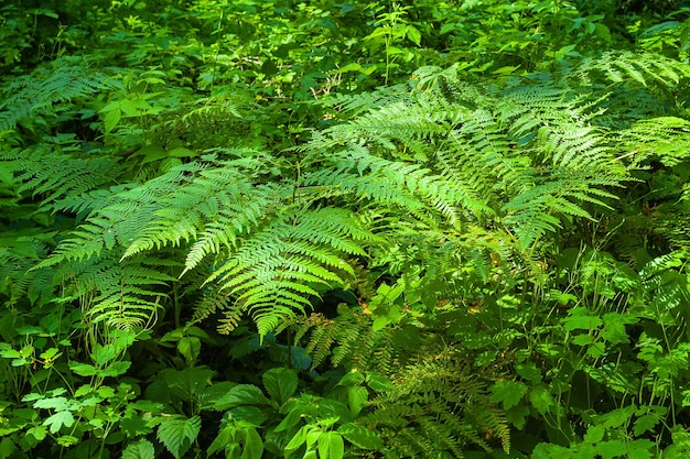 Farnblätter Farnstrauch im Wald Grüner Blatthintergrund Abstraktes Bild von Licht und Schatten