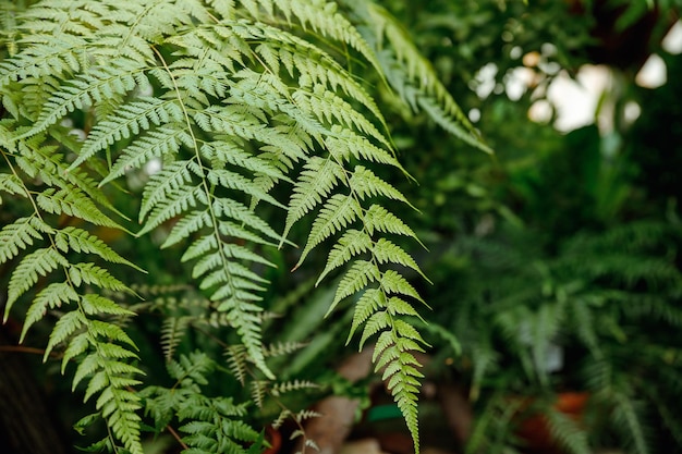 Farnblätter Grüne Farnpflanzen in der Naturlandschaft im Wald Frisches grünes tropisches Laub Regenwald-Dschungellandschaft Grüne Pflanzen NaturtapeteExotische Waldpflanze Botanik-Konzept