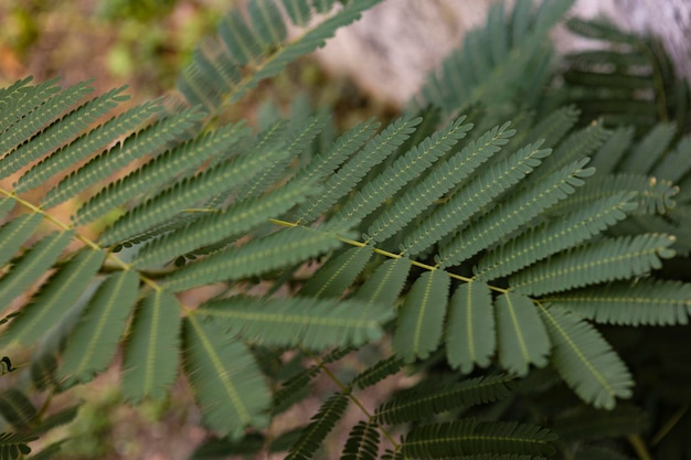 Farnblätter in der Natur