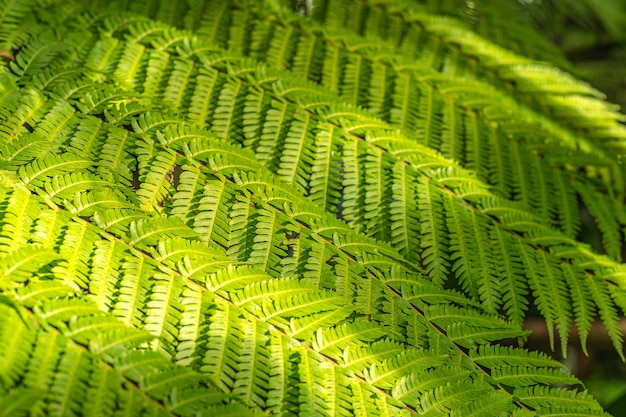 Farnblätter Musterhintergrund Tropische grüne Blattstruktur