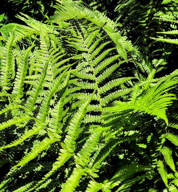 Farnblätter oder Polypodiopsida- oder Polypodiophyta-Pflanze im Sonnenlicht