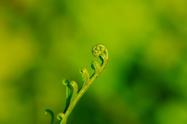 Farnblätter rollten in der Natur.