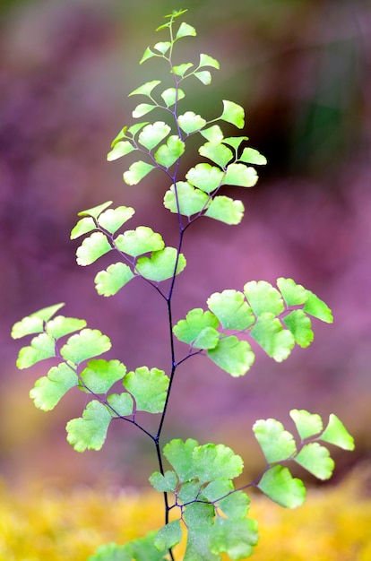 Farnblatt (Adiantum capillus-veneris), eine empfindliche Pflanze, die an feuchten Orten wächst