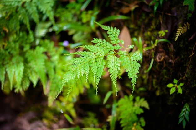 Farnblatt im Wald