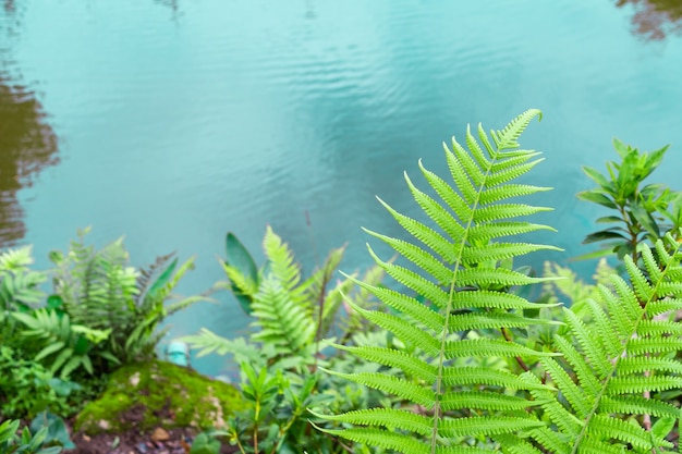 Farnblatt mit Gartenteich