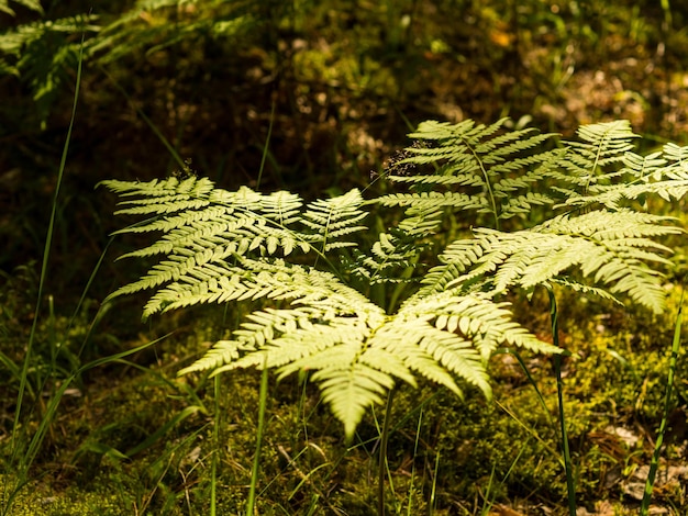 Foto farne im wald in düsteren farben für den hintergrund