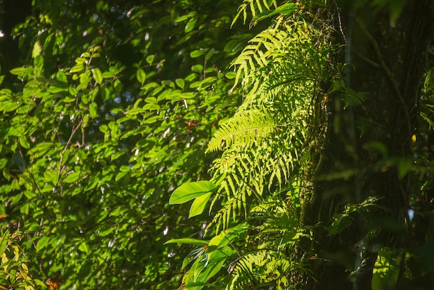 Farne im Wald