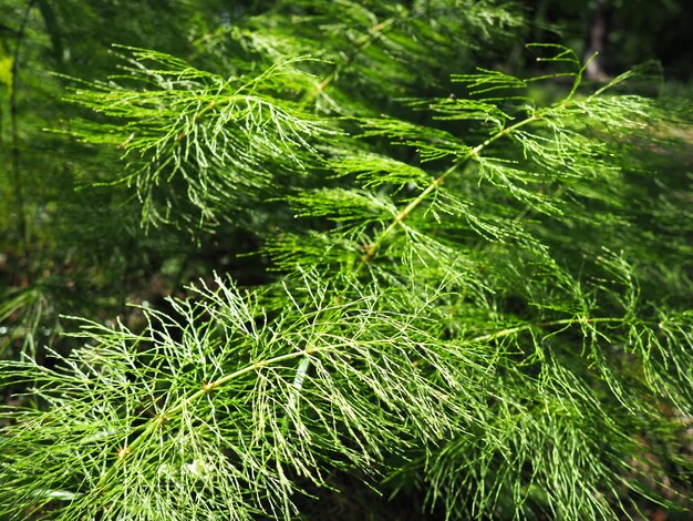 Farnförmige Pflanze im Wald Schöne anmutige grüne Blätter Polypodiphyta eine Abteilung von Gefäßpflanzen, die moderne Farne und alte höhere Pflanzen umfasst