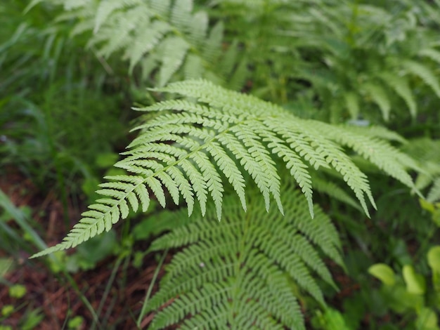 Farnförmige Pflanze im Wald Schöne anmutige grüne Blätter Polypodiphyta eine Abteilung von Gefäßpflanzen, die moderne Farne und alte höhere Pflanzen umfasst