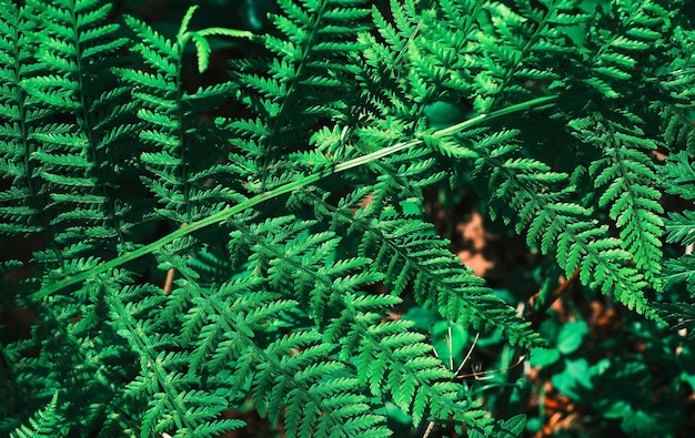 Farnzweig im Sonnenlicht grüner natürlicher horizontaler Blatthintergrund oder Farnbanner Draufsicht Sonnenlicht bei Sonnenuntergang im skandinavischen Wald