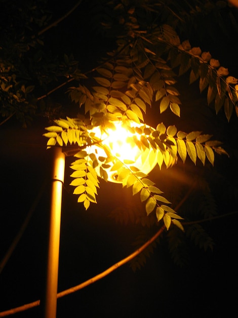 Foto farola iluminada con árbol