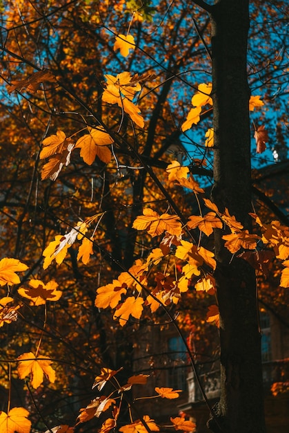 una farola en otoño con la palabra otoño escrita