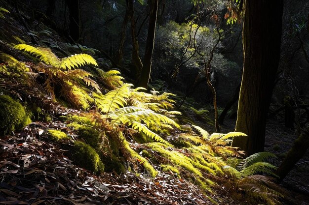 Farpas verdes de néon brilhantes iluminando um chão sombrio da floresta