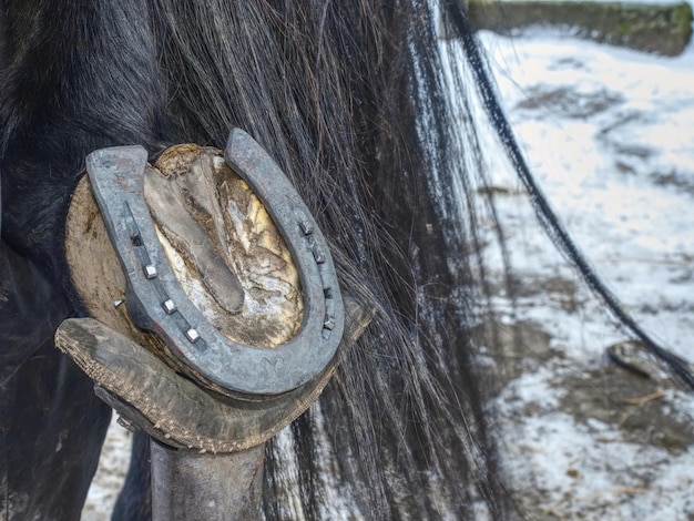 Farrier usar clavos y martillos en nuevo zapato de caballo forjado en el casco del caballo de cerca en el clavos en la mano