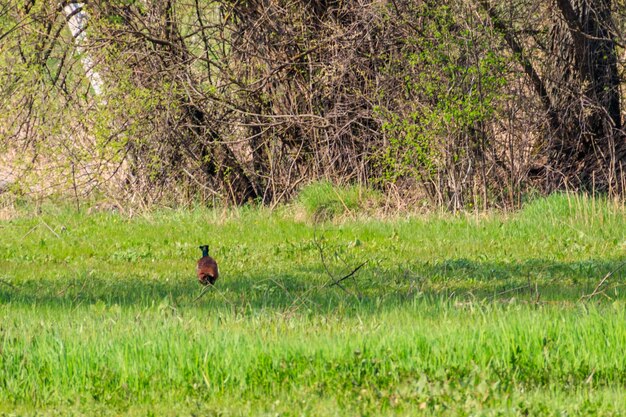 Fasan im grünen Gras auf einer Wiese