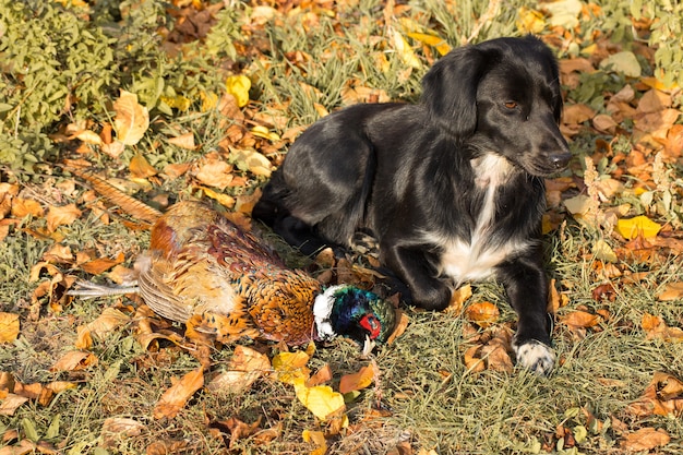 Fasan Jagdhund Spaniel