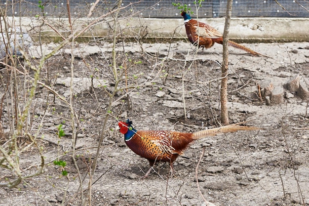 Fasanenmännchen auf Vogelfarm