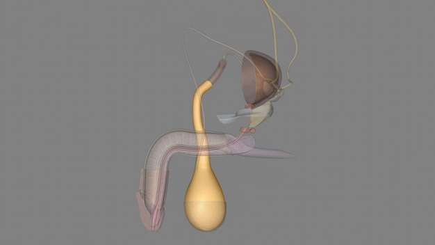 La fascia espermática externa surge de la aponeurosis del músculo oblicuo externo