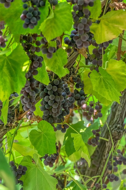 Foto fascicle rote traube wächst zwischen den blättern weinreben der roten traube