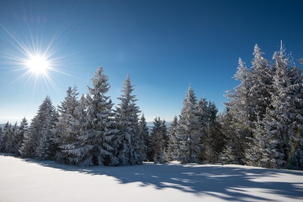 Fascinante paisaje invernal con una pendiente nevada y árboles que crecen contra un cielo azul y nubes blancas en un soleado día de invierno helado