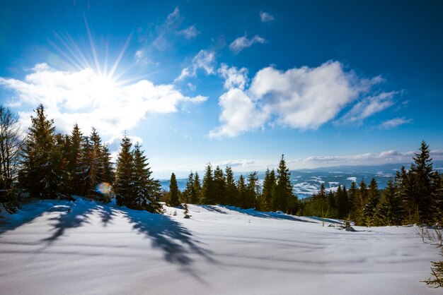 Fascinante paisaje positivo de altos y delgados abetos que crecen en ventisqueros en una colina contra una superficie de cielo azul y nubes blancas y sol brillante