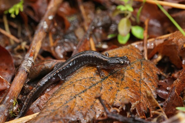 Una fase oscura de la salamandra de espalda roja occidental Plethodon vehiculum sentada en una hoja en el estado de Washington