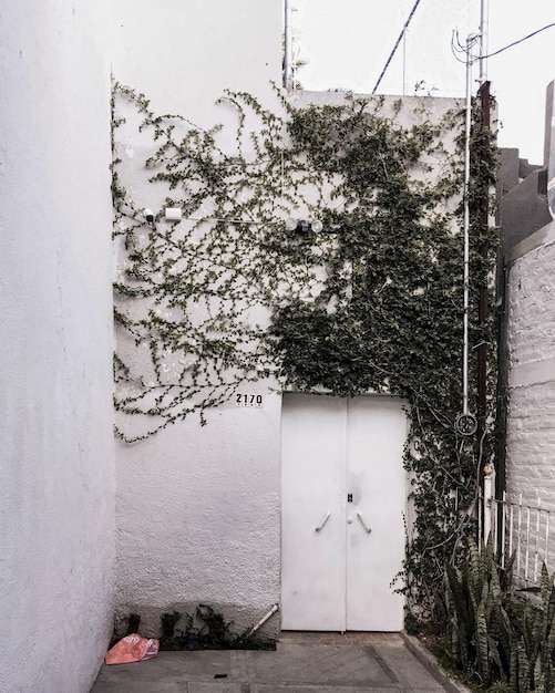 Fassade eines Hauses mit Kletterpflanzen Efeu, der an der Wand wächst