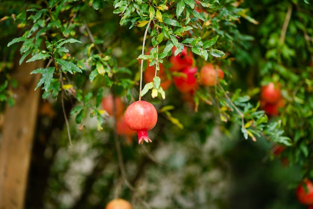 Fast reife Granatapfelfrucht, die im Baum hängt