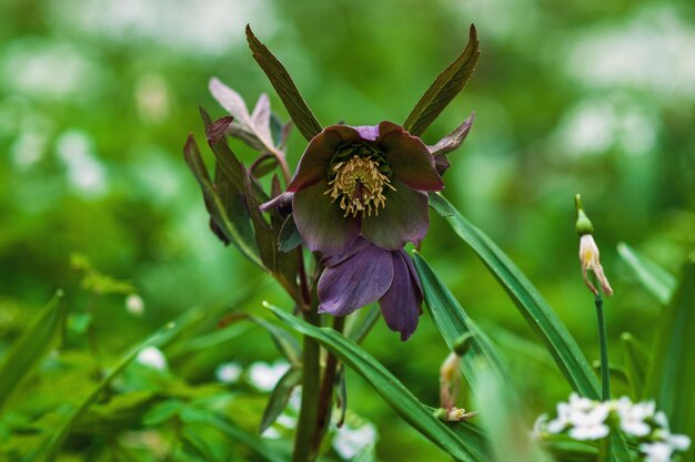 Foto fastenrose - blühende waldblume