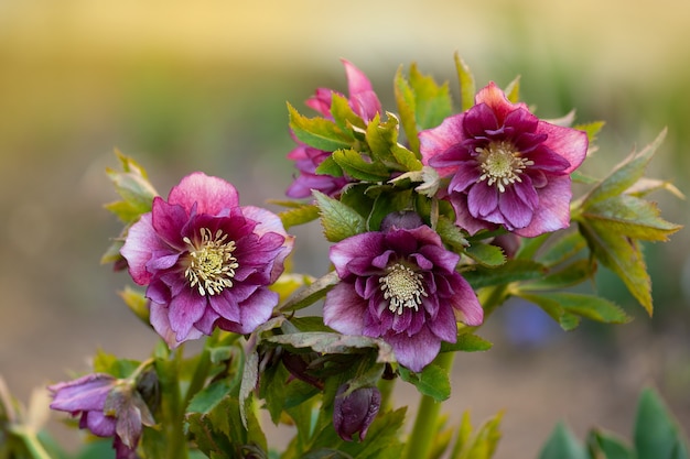 Fastenzeit Rose Double Ellen Picotee, die natürlich nickt