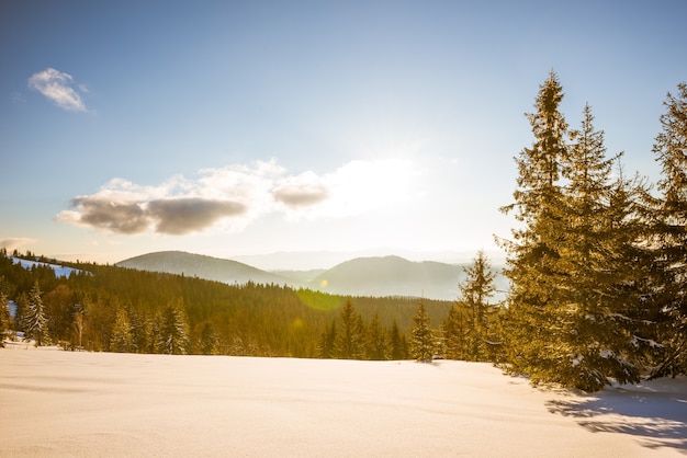 Faszinierende Landschaft aus dichtem Nadelwald, der an einem sonnigen, frostigen Wintertag auf schneebedeckten Hügeln vor blauem Himmel und weißen Wolken wächst. Konzept von Skigebiet und Trekking