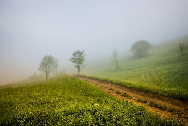 Faszinierende mystische Landschaft einer Straße und eines Waldes, die auf einem Berghang wachsen, der von dichtem Nebel bedeckt ist