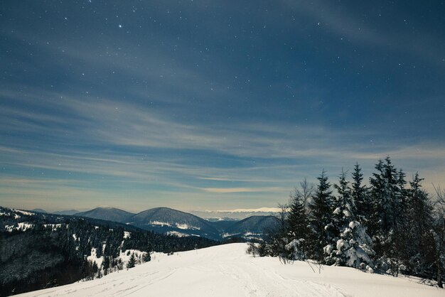 Faszinierende nachtlandschaft mit verschneiten tannen