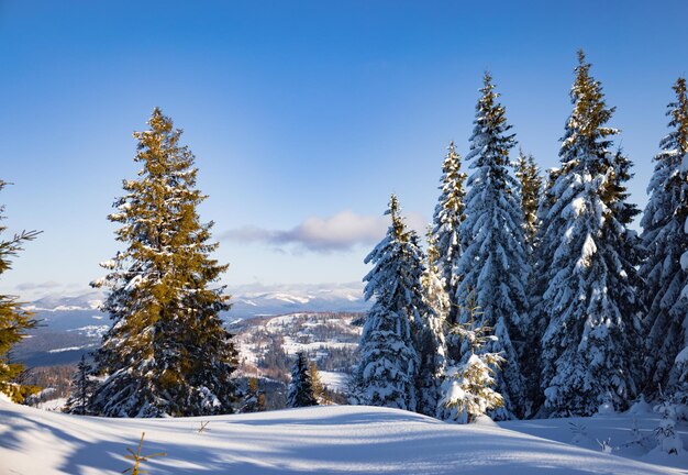 Faszinierende sonnige Landschaft eines Winterwaldes