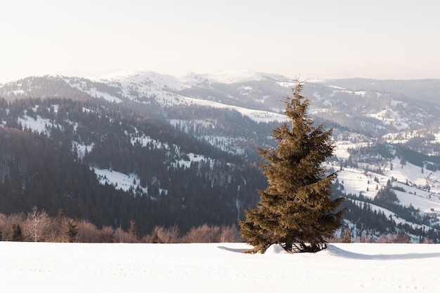 Faszinierende sonnige Landschaft eines Winterwaldes