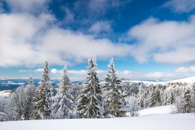 Faszinierende sonnige Landschaft eines Winterwaldes